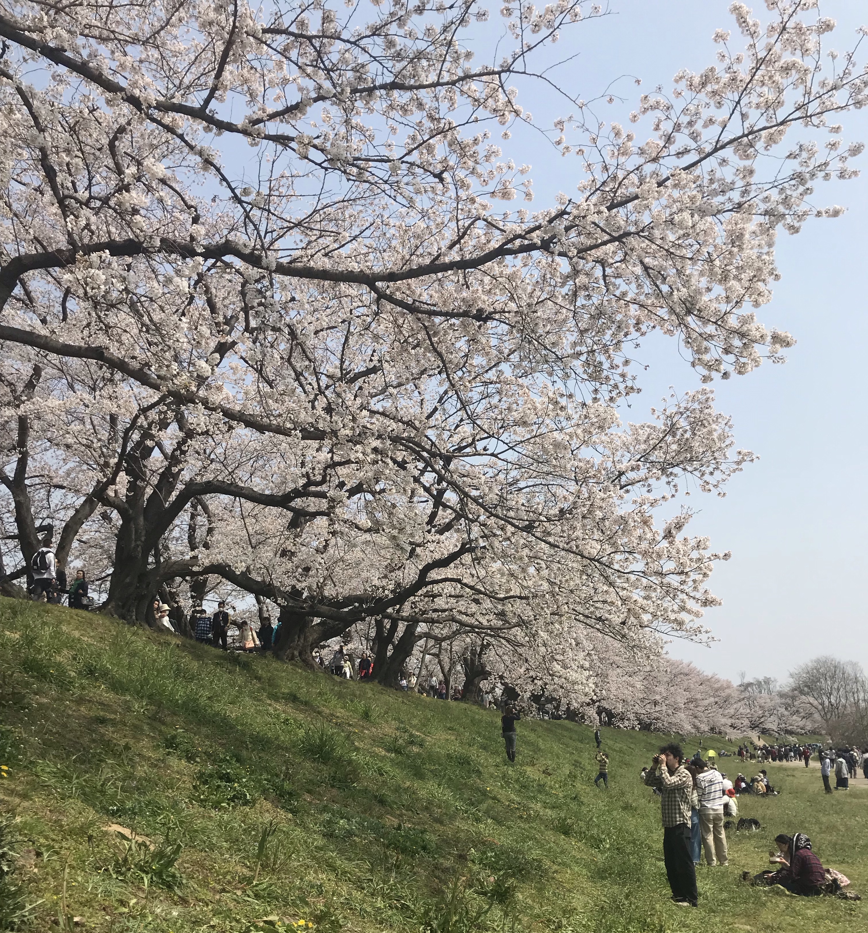 京都にある桜並木の穴場