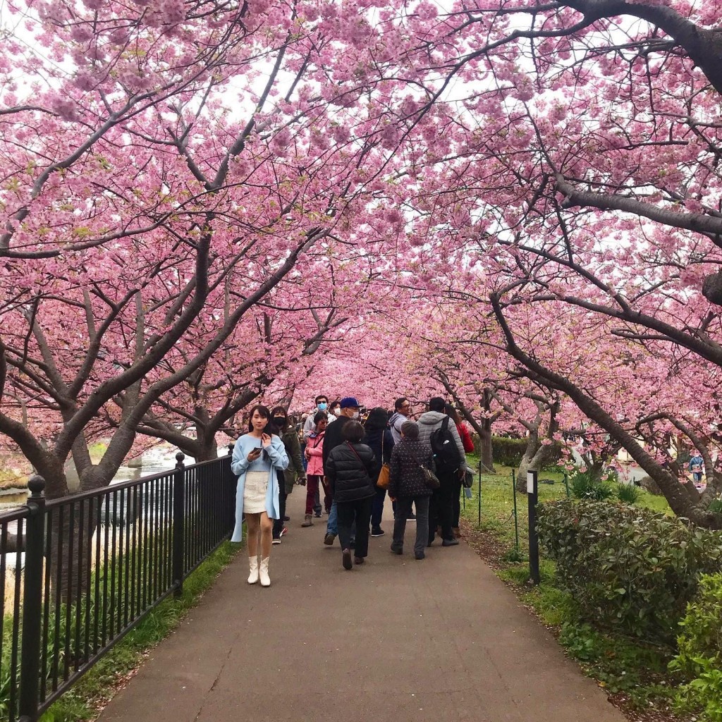 早咲きの桜