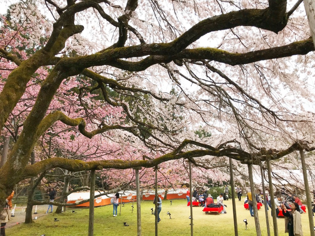 醍醐寺の桜