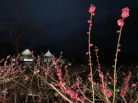 봄이 왔네요:키타노텐만구(北野天満宮)의 매화 개화