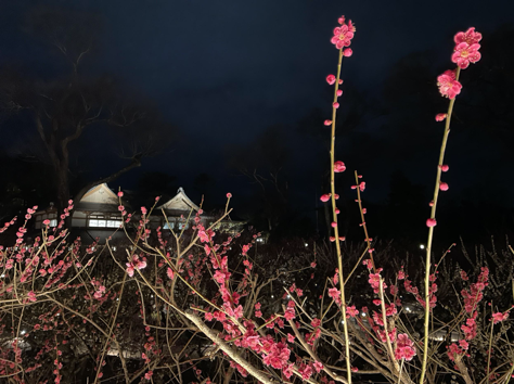 春の訪れ:北野天満宮の梅開き