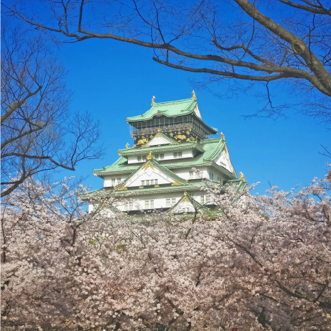 오사카 시내의 꽃구경・벚꽃 명소 TOP5【2022年】