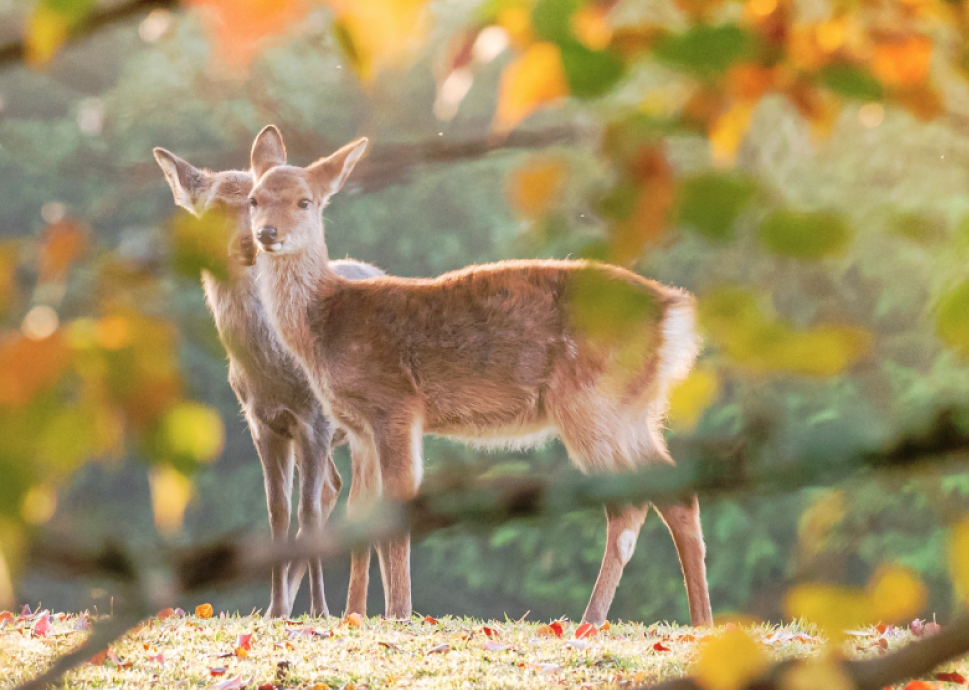 Is Nara Park all about deer?