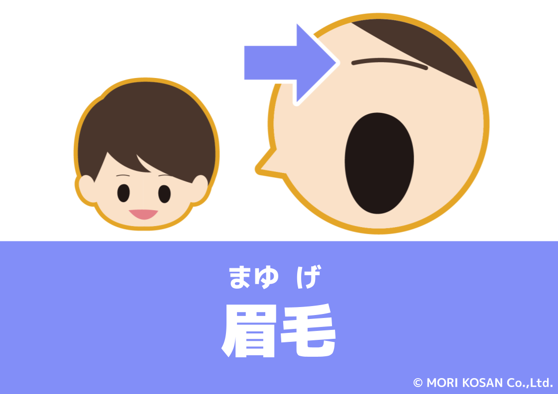 【WA.085】今日の日本語「眉毛」