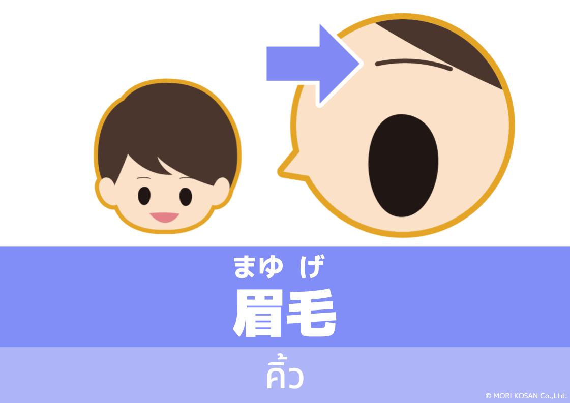【WA.085】คำศัพท์ภาษาญี่ปุ่นวันนี้「眉毛」(まゆげ)
