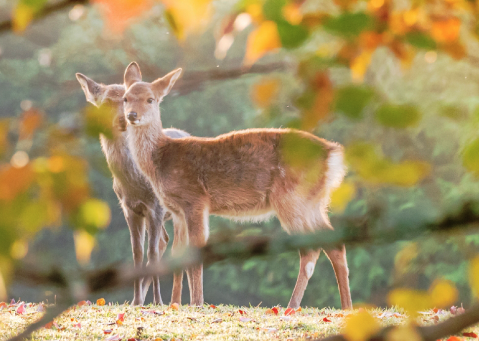 Di Nara Park cuma ada rusa?